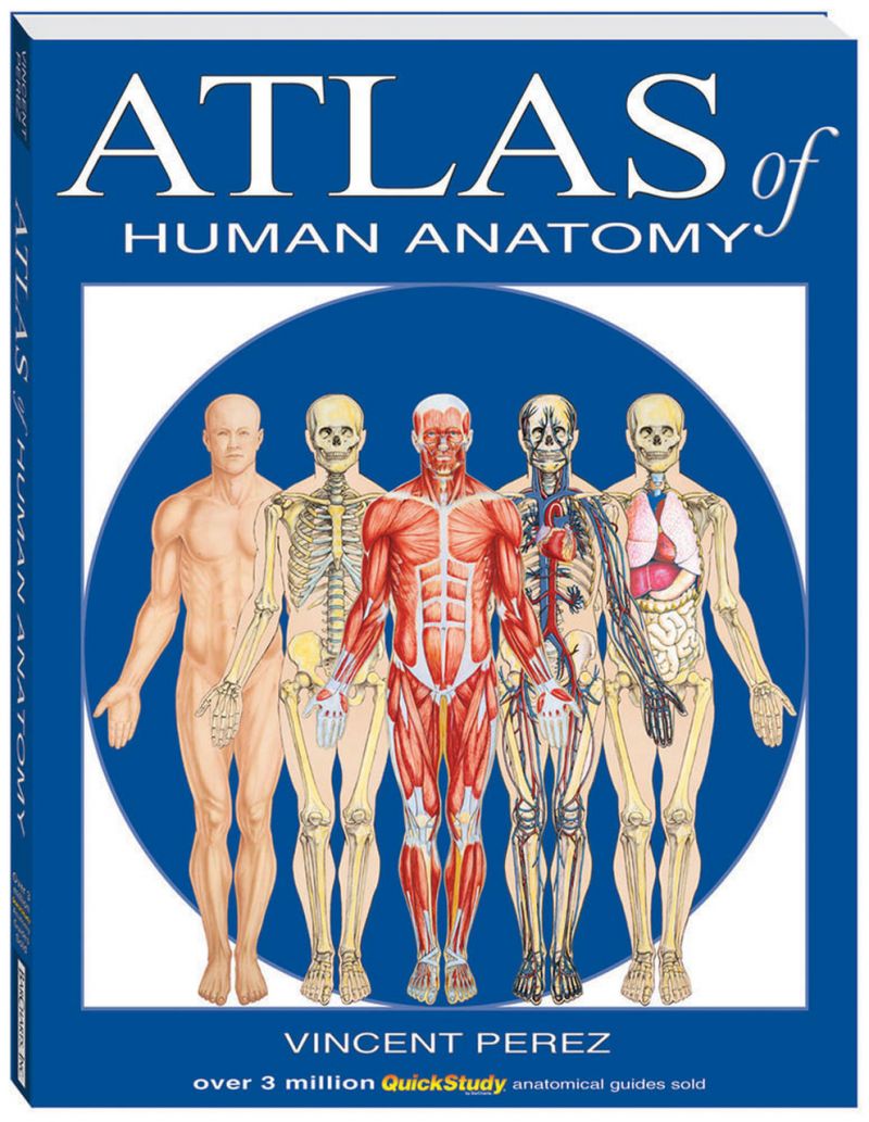 Quickstudy Atlas Of Human Anatomy Book