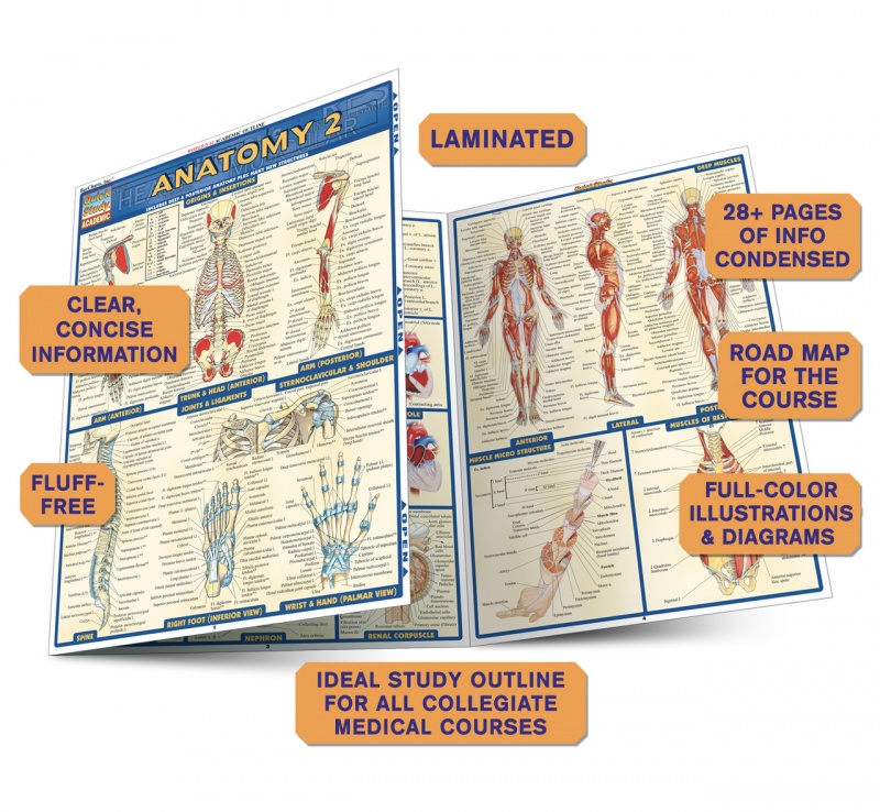Quickstudy | Anatomy 2 Laminated Study Guide