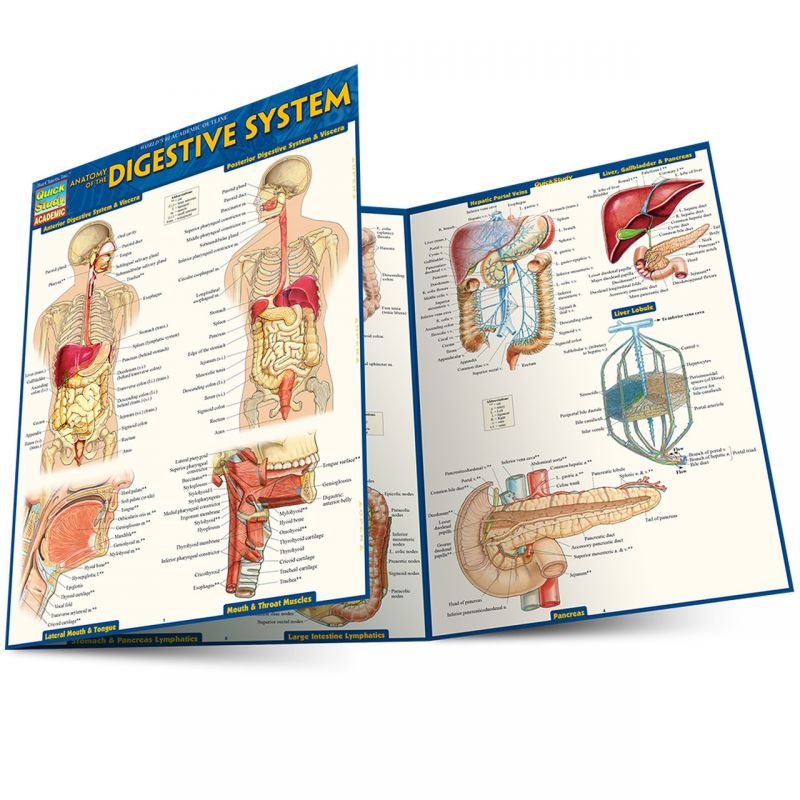 Quickstudy Anatomy Of The Digestive System Laminated Study Guide