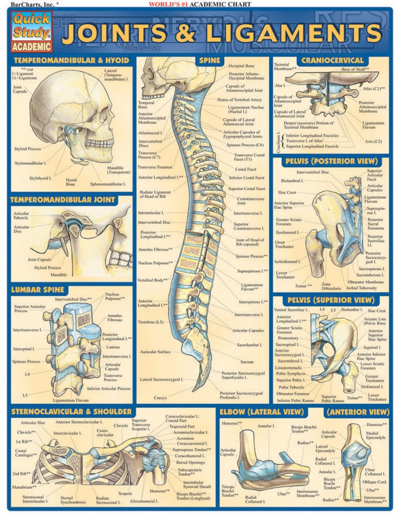 Quickstudy | Joints & Ligaments Laminated Study Guide