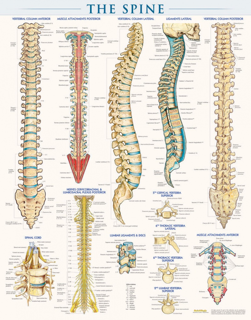 quickstudy-the-spine-laminated-poster