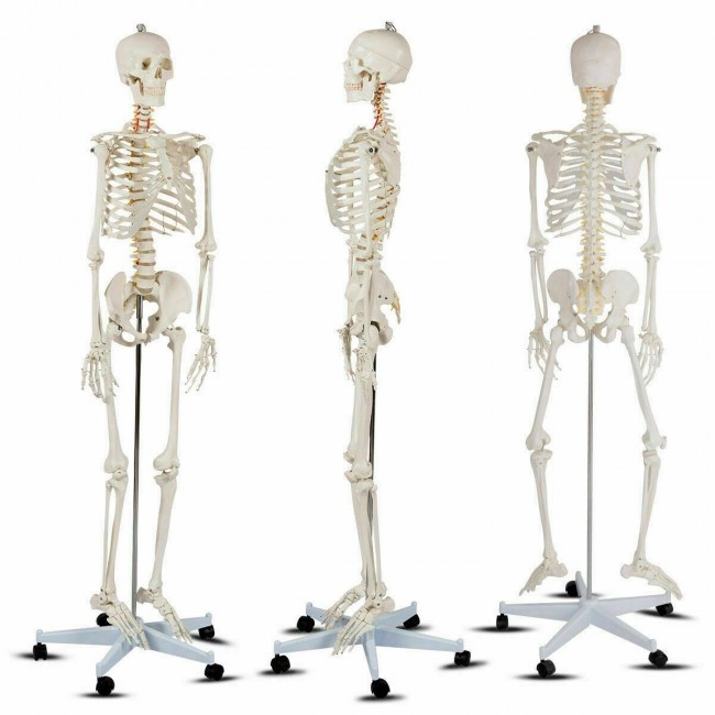 Medical School Human Anatomy Class Life-Size Skeleton Model