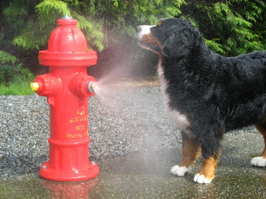 Spray Hydrant