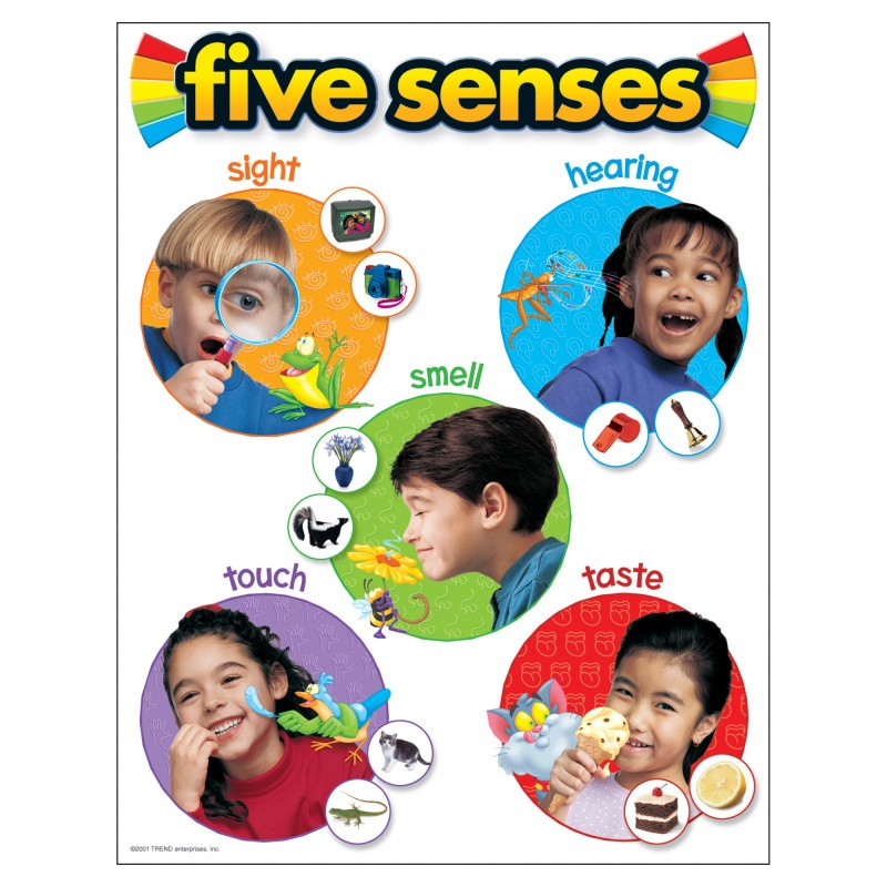 Chart Five Senses 17 X 22 Gr Pk-2