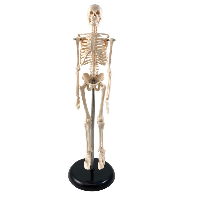 Skeleton 17In
