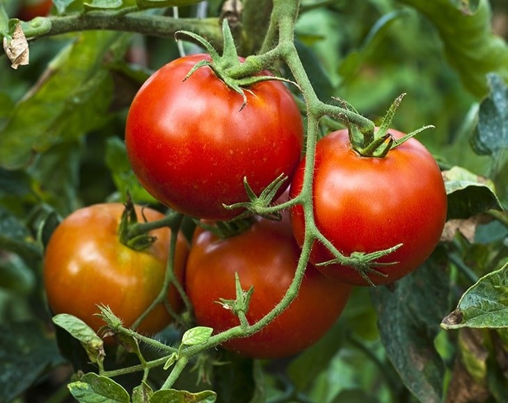 Organic Sun-Dried Tomatoes With Sea Salt