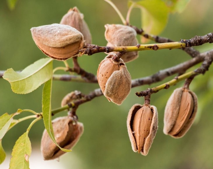 California Unblanched Almond Flour