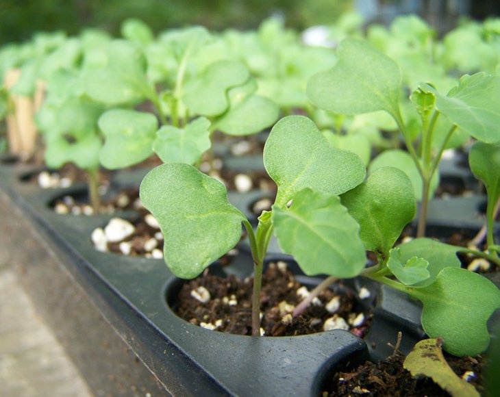 Organic Broccoli Seeds For Sprouting