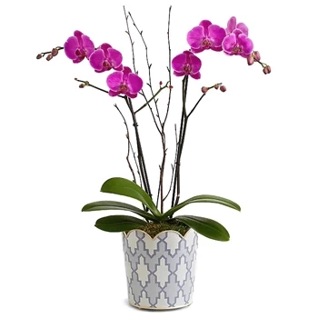 Lovely Living Orchid