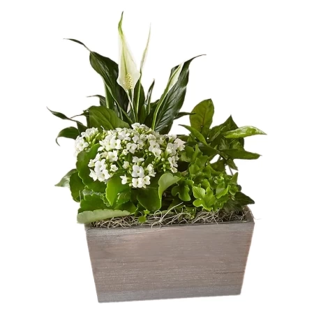 Serene White Garden