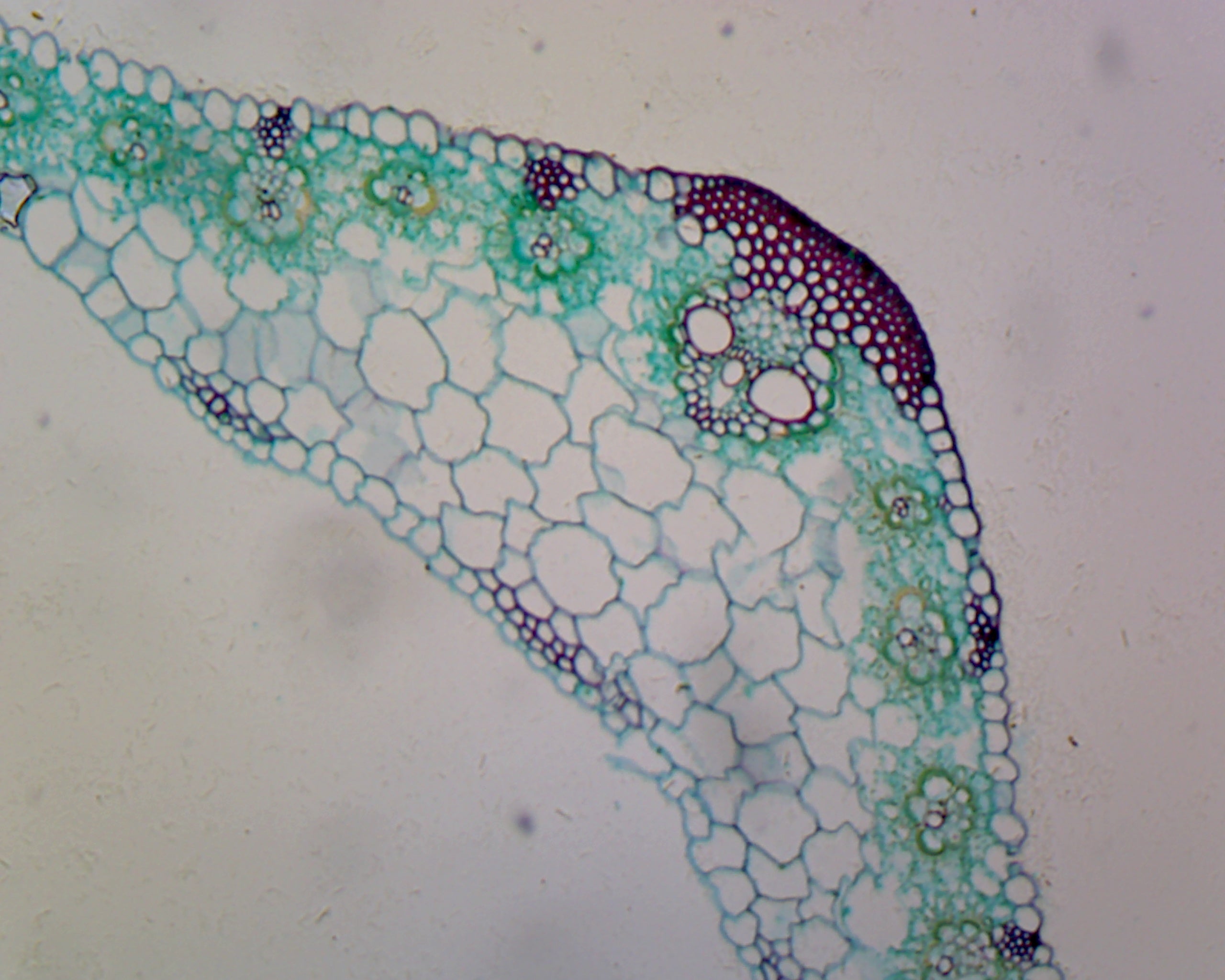 Gsc International Zea Mays (Corn) Leaf; Cross Section