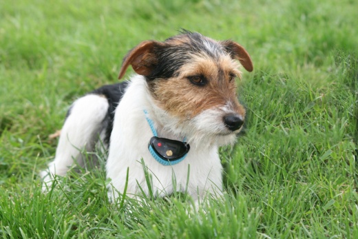Deluxe Spray Nobark Collar - Eyenimal By Ideal Pet Products