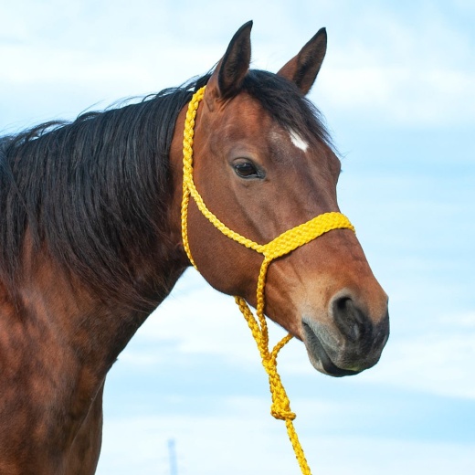 Braided Mule Tape Halter W/ 9' Lead by Cashel