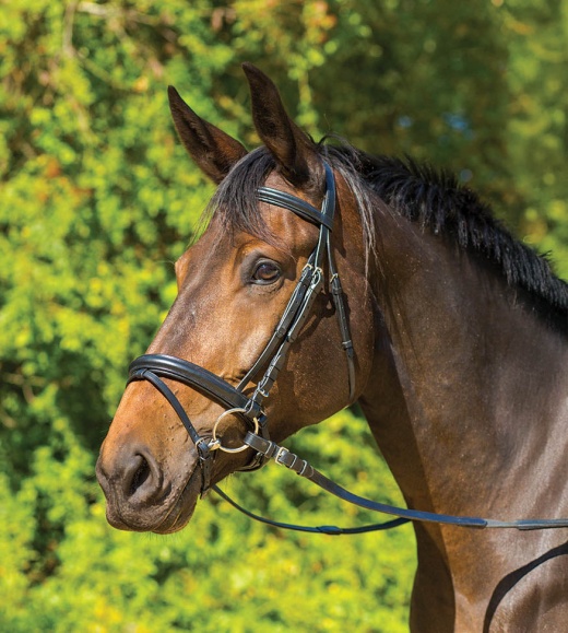 Avignon Aspen Dressage Bridle Black / Cob
