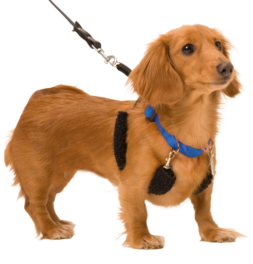 Original Sporn Training Halter, Blue - No Pull Dog Harness for Stress-Free Walking
