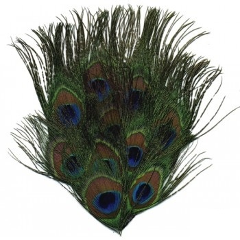 Natural Full Peacock Eye Feather Pad