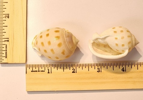 Medium Scotch Bonnet Shell (Phalium Granulatum)