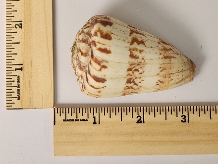 Characteristic Cone Shell (Conus Caracteristicus)