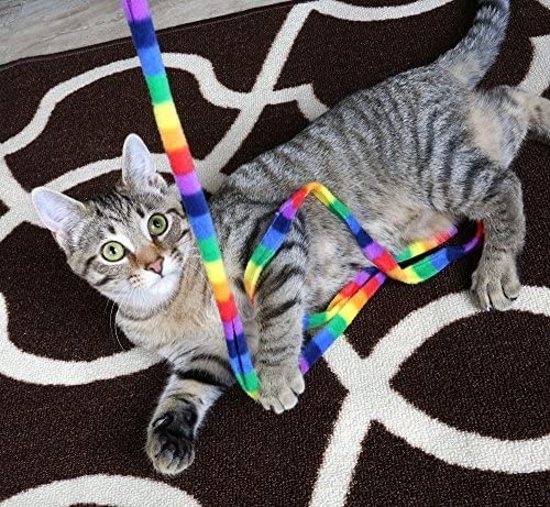 rainbow cat charmer