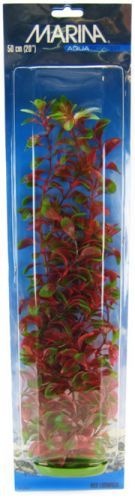 Marina Red Ludwigia Plant - 20" Tall