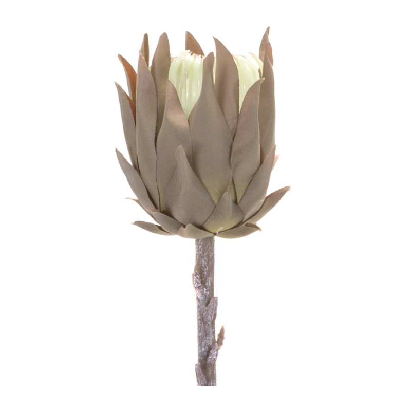 Protea Stem (Set Of 6) 20”H Plastic