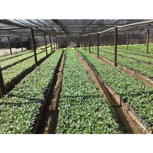 Zimbabwe Aa+ Salimba - Wet Process - Green Coffee Beans