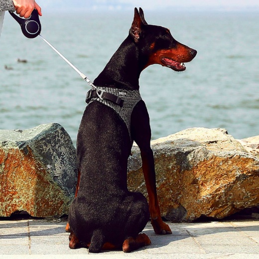 Instachew Petkit Air Fly Dog Harness