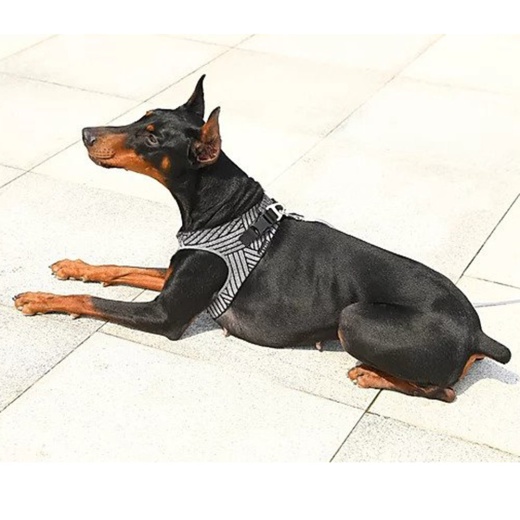 Instachew Petkit Air Fly Dog Harness