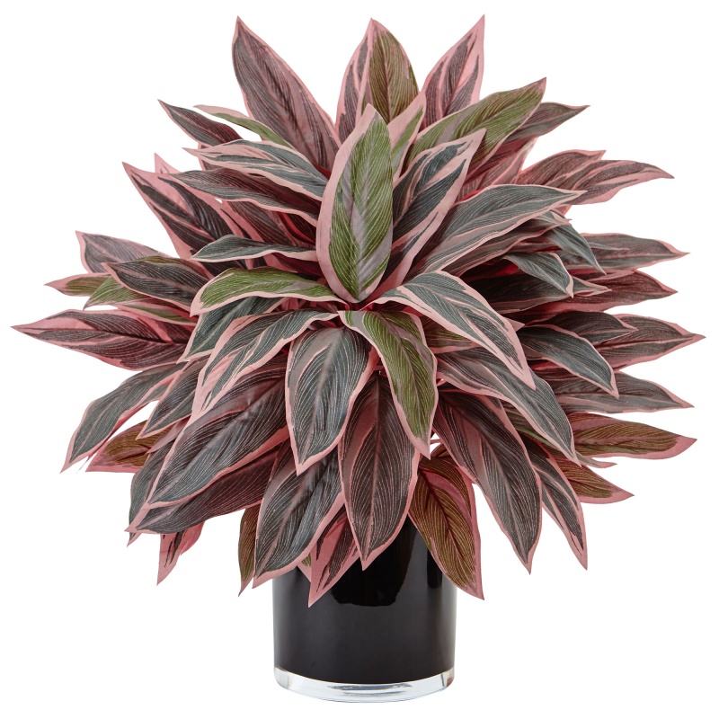Caladium In Black Glossy Planter