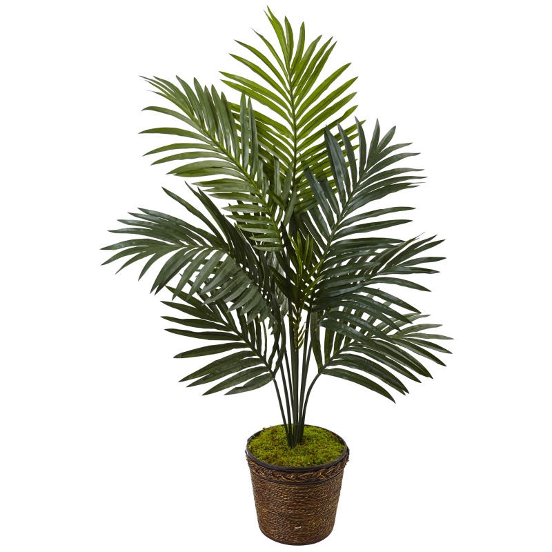 4’ Kentia Palm Tree In Coiled Rope Planter