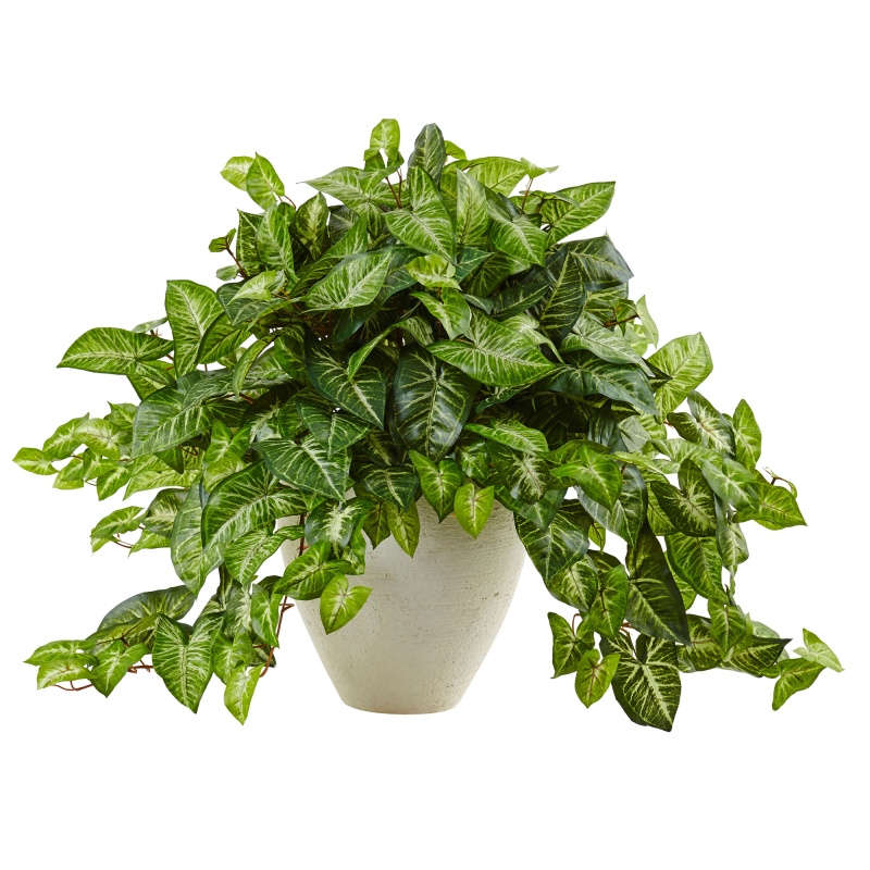 Nephthytis In White Planter