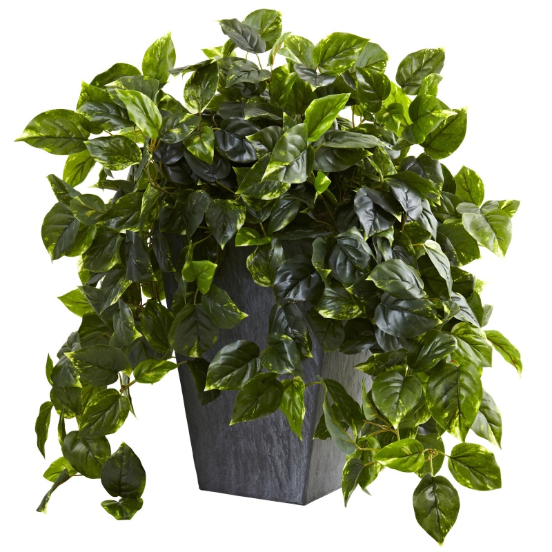 Hanging Pothos with Slate Planter