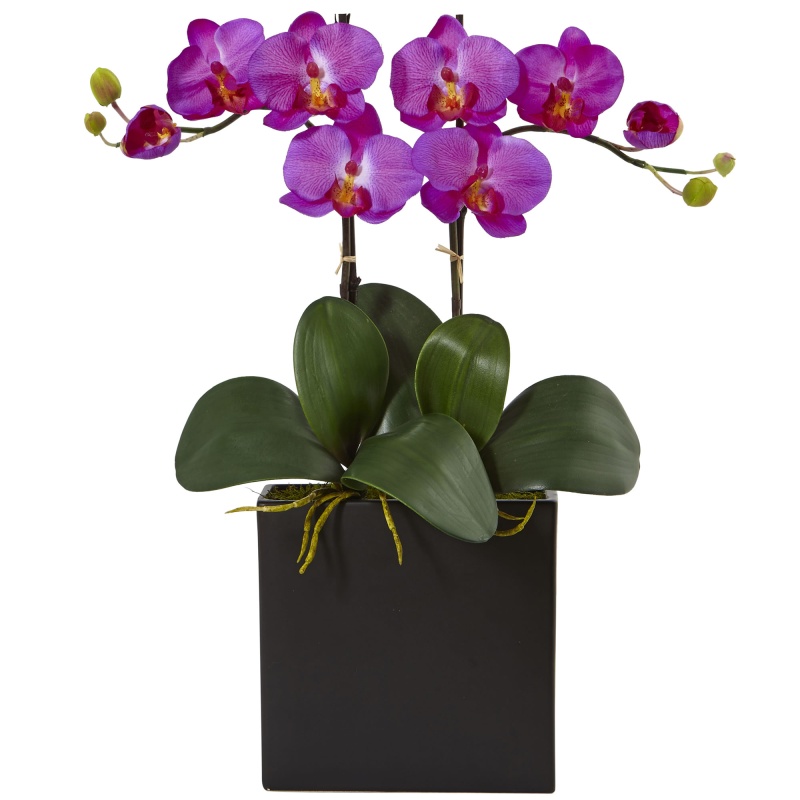 Double Mini Phalaenopsis In Black Vase