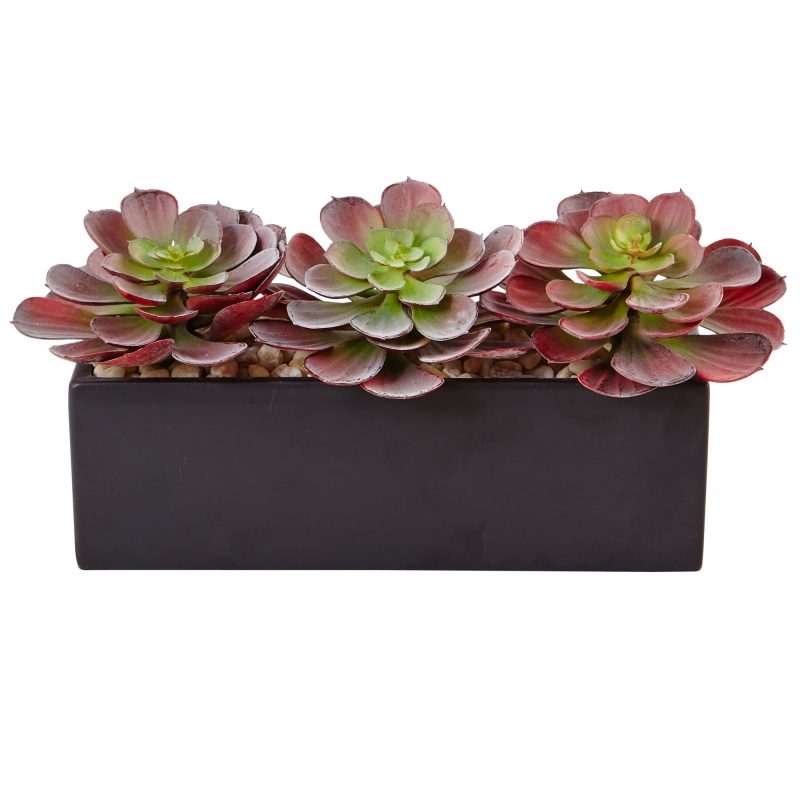 Echeveria Succulent In Rectangular Planter