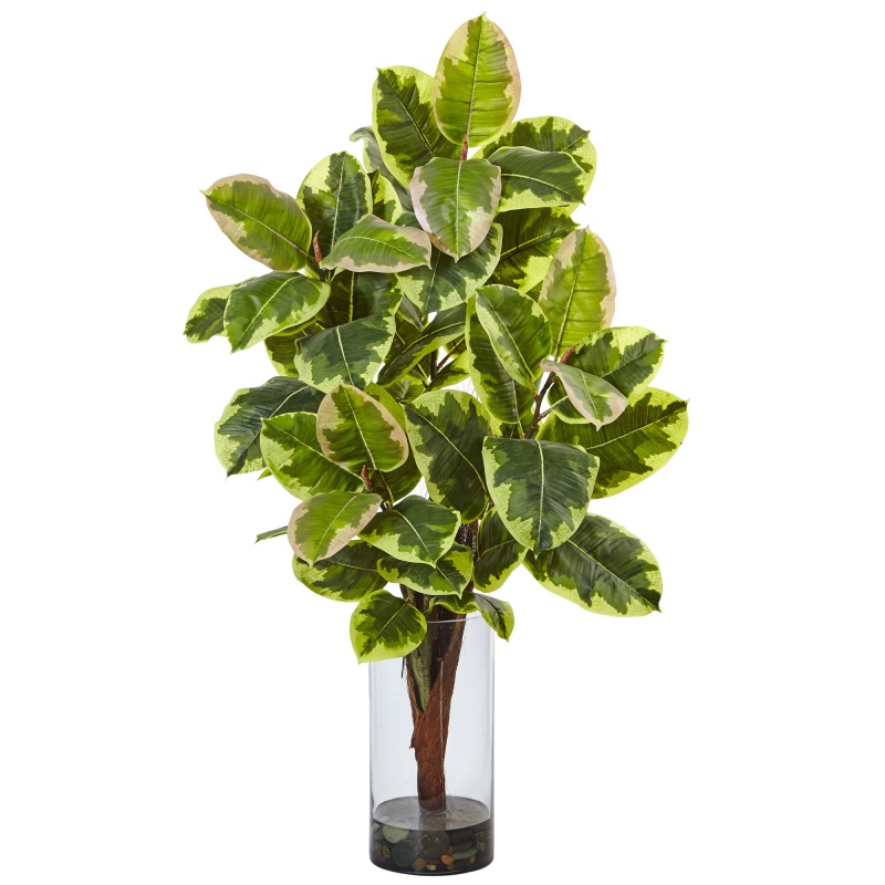 Rubber Plant In Glass Cylinder