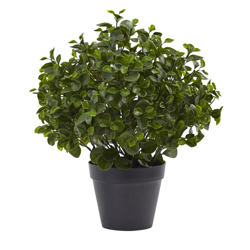 23” Peperomia Plant Uv Resistant (Indoor/Outdoor)