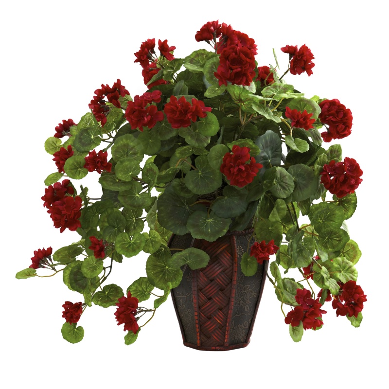 Geranium W/Decorative Planter