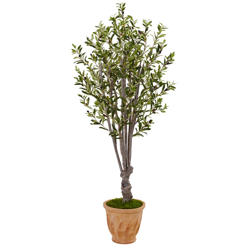 5’ Olive Tree In Terracotta Planter