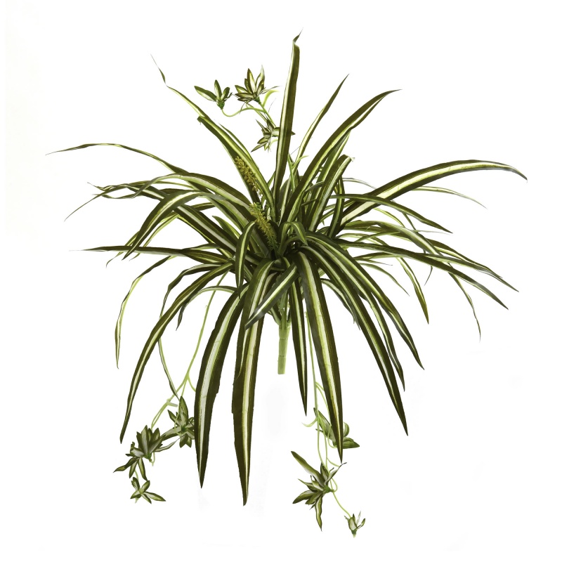 23” Spider Plant Bush (Set Of 4)