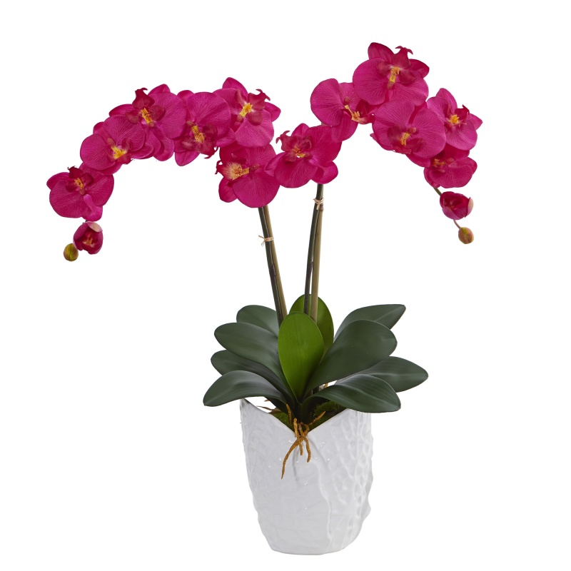Double Phalaenopsis Orchid In White Vase