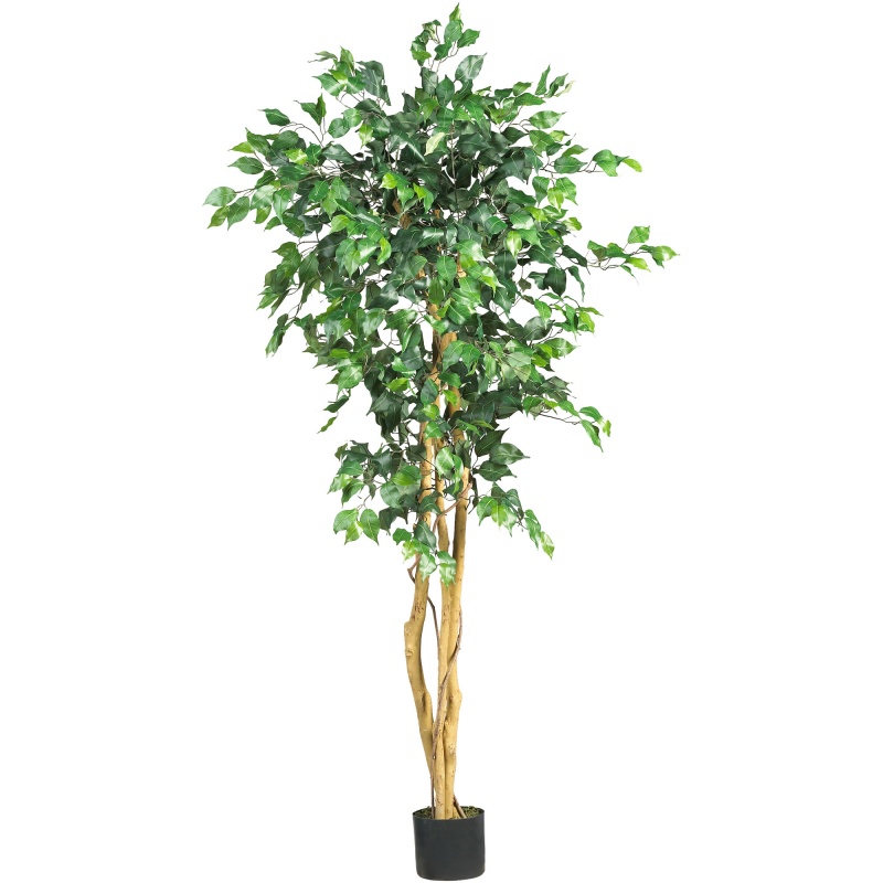 5' Ficus Silk Tree