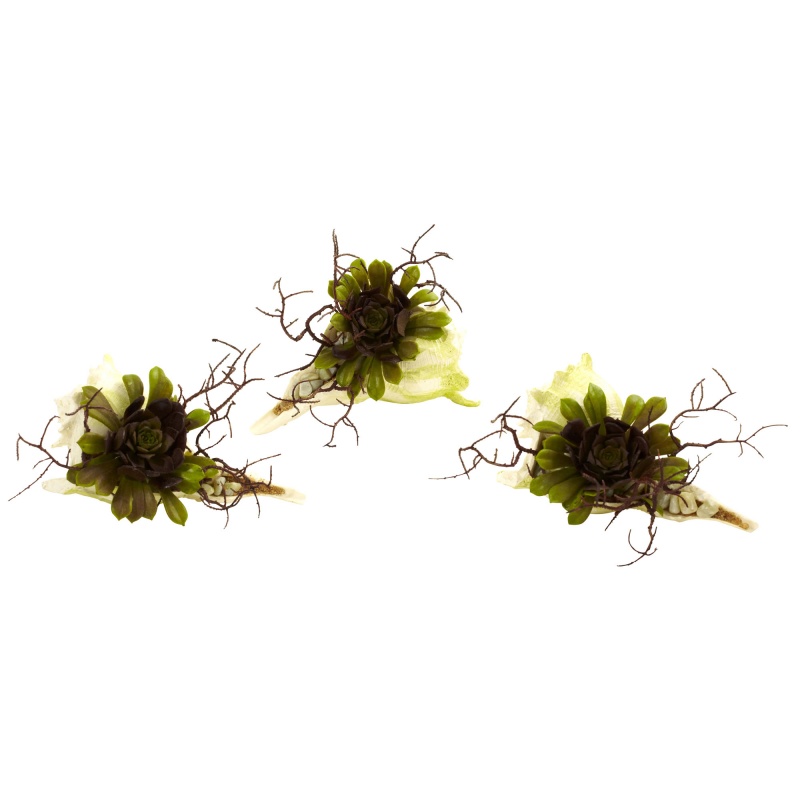 Wispy Succulent W/Seashell (Set Of 3)