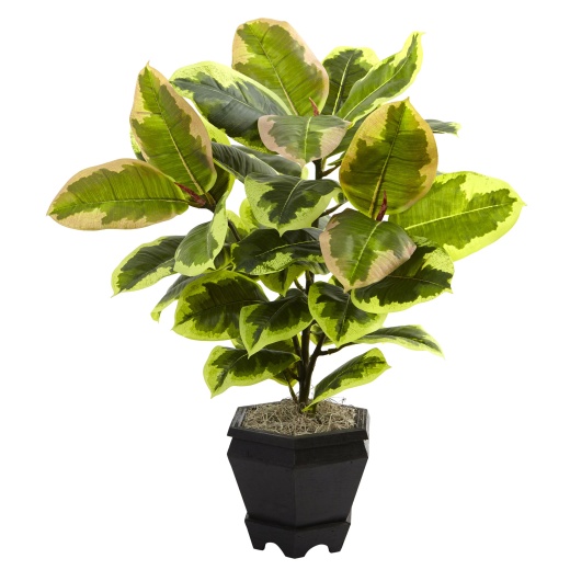 Variegated Rubber Leaf With Planter - A Stylish and Low-Maintenance Addition to Your Home Decor