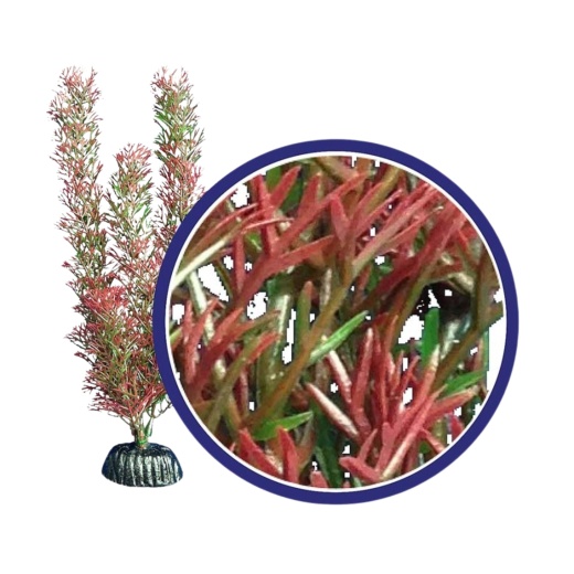 Weco Products Freshwater Series Foxtail Aquarium Plant Red, 1Ea/6 In