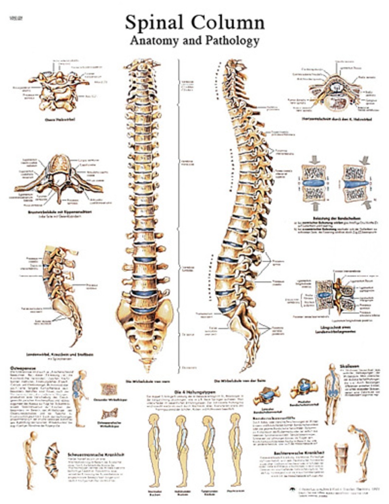 Anatomical Chart - The Spinal Column, Laminated