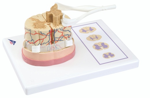 Spinal Cord Model With Nerve Roots, 3B Smart Anatomy Included