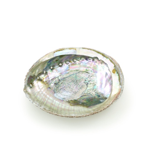 Abalone Shell Burner - Large 5-6.5 inches - Meditation