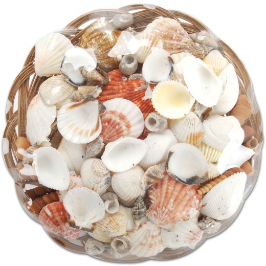 Coco Midrib Sea Shell Basket 10 Inches Natural