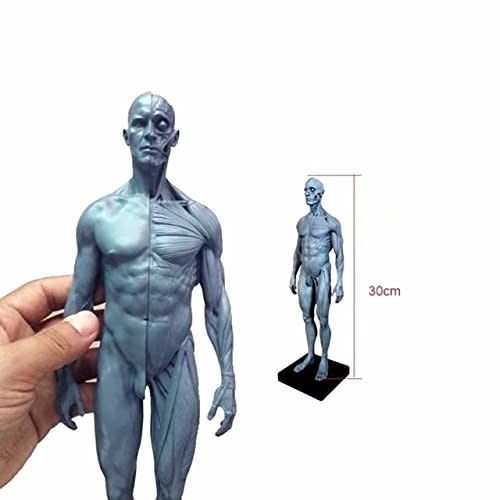 Ecorche Male Figure 12In - Accurate Anatomical Representation from Just Sculpt