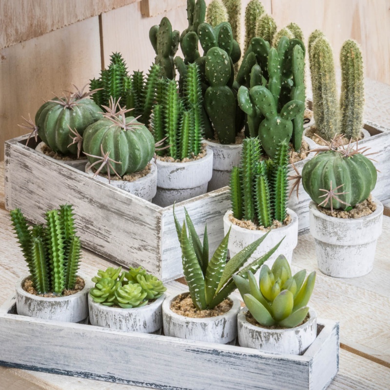 Twelve Potted Cactus In Tray